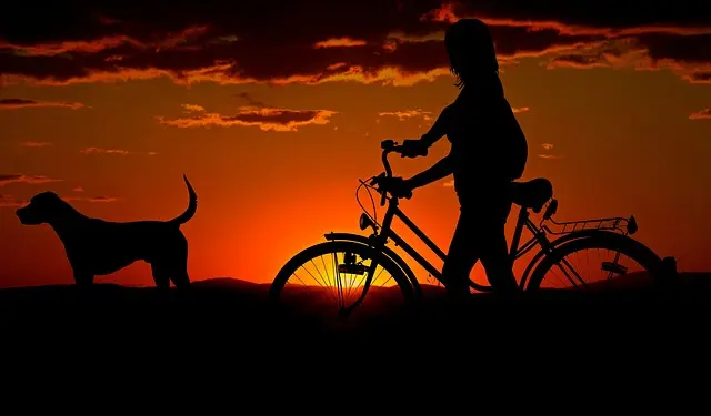 Building Strong Relationships in Your Pet Friendly Network
