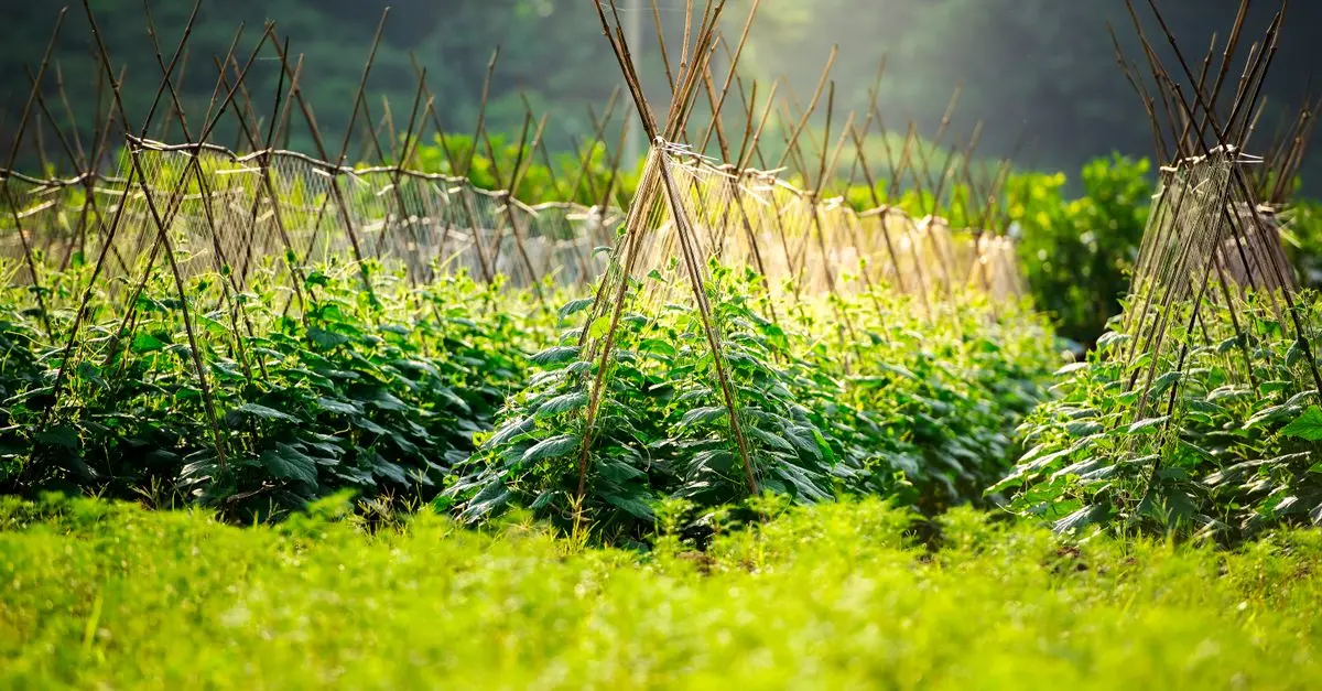 Guide Complet pour Cultiver des Légumes Bio avec Succès