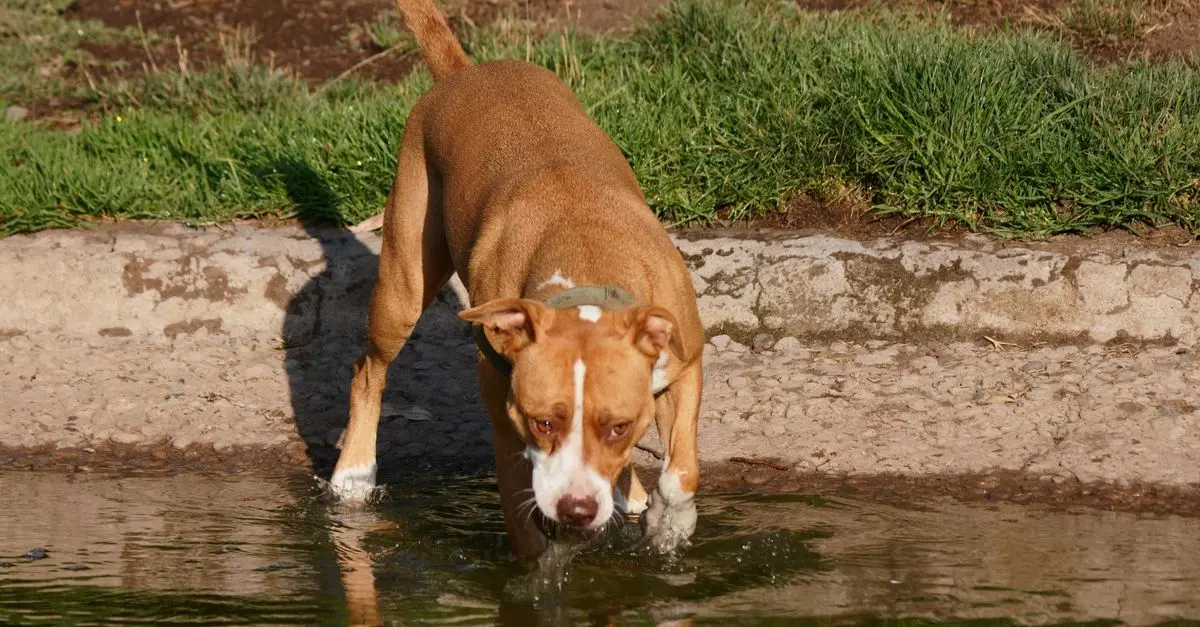 Best Pet Hydration Solutions