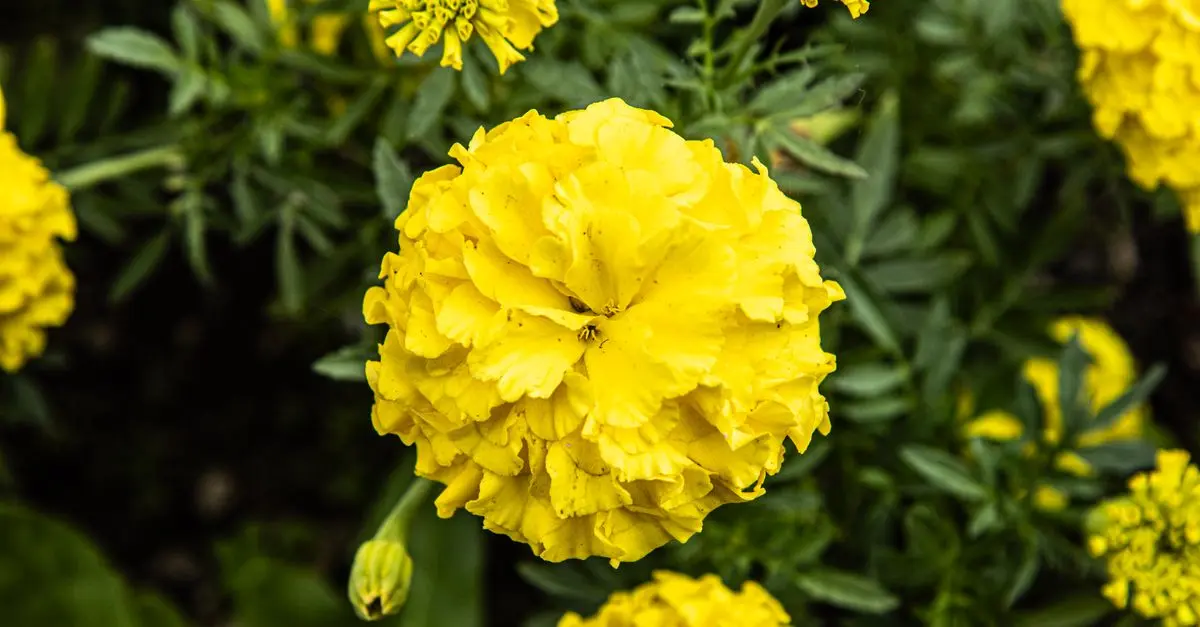 Guide d'achat : Meilleur système de sécurité pour jardin