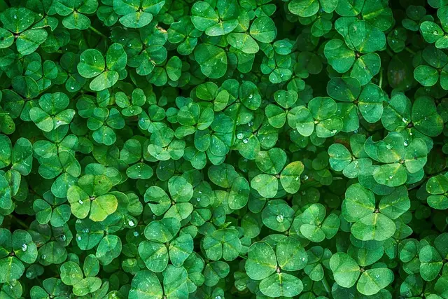 Les 10 erreurs fréquentes à éviter en jardinage bio