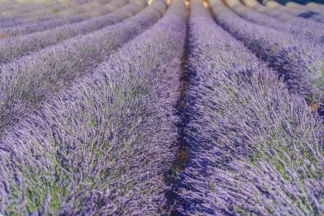Les meilleures recettes à base d'herbes provençales