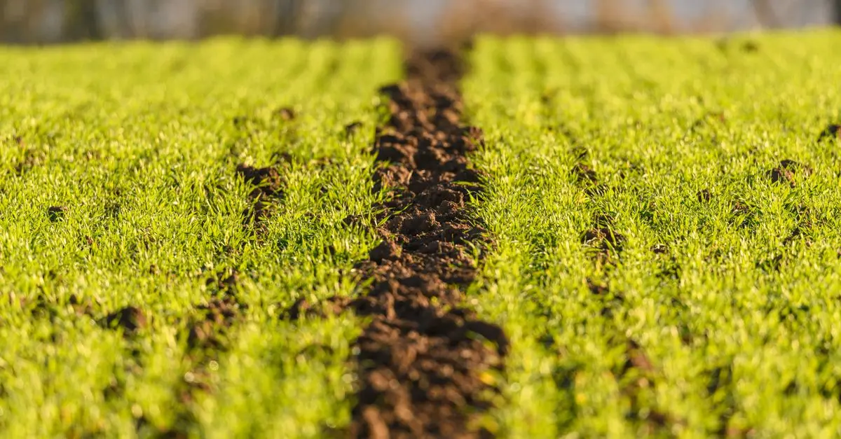 Guide d'Achat : Meilleur Système de Drainage pour Champs