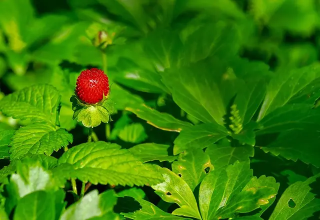 Cómo hacer una deliciosa mermelada de fresa casera: receta y secretos