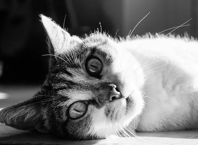 Les meilleures pratiques pour le soin quotidien de votre animal senior