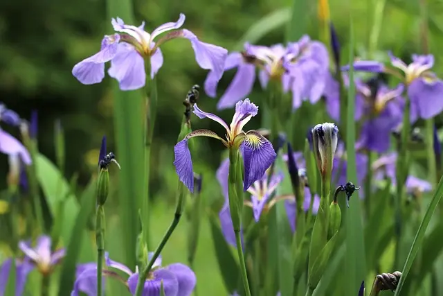 5 Étapes pour Créer un Micro-Jardin sur Votre Balcon