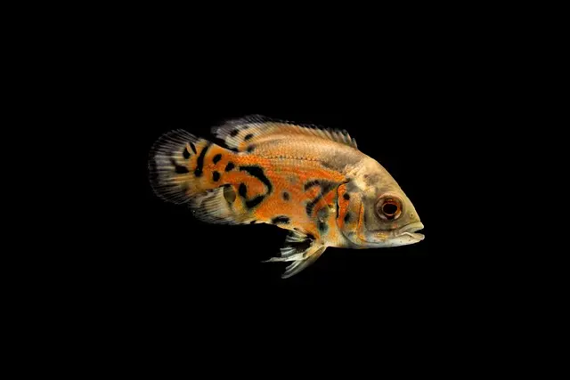 Les poissons d'eau douce les plus surprenants à découvrir