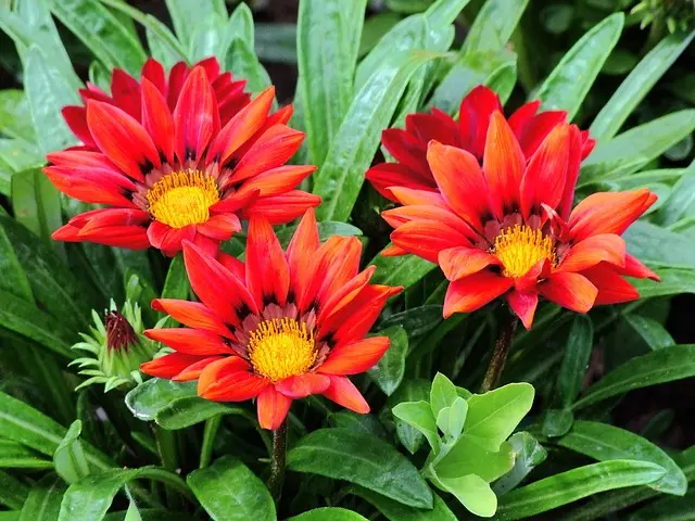 Guide d'Achat des Meilleures Plantes d'Extérieur Urbaines