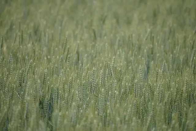 Les avantages des remorques agricoles à benne basculante