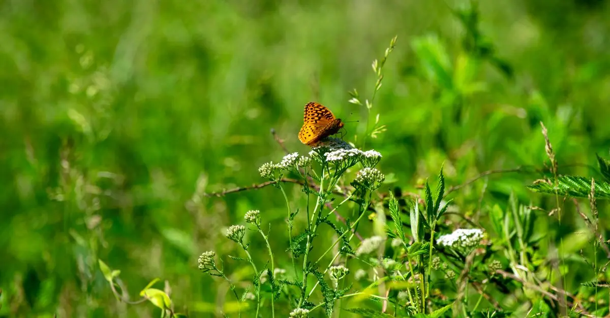 Les meilleures pratiques pour observer la faune en nature