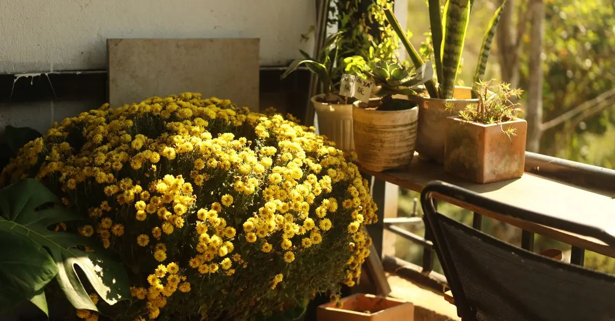 10 Astuces pour Réussir la Culture de Fleurs en Jardinière