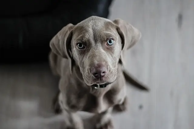 Guía de compra de hoteles pet friendly recomendados