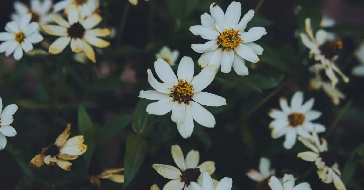 Comment utiliser les fleurs CBD pur pour améliorer votre humeur