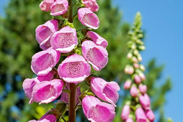 Come Progettare un Giardino Verticale Fai Da Te: Guida Completa