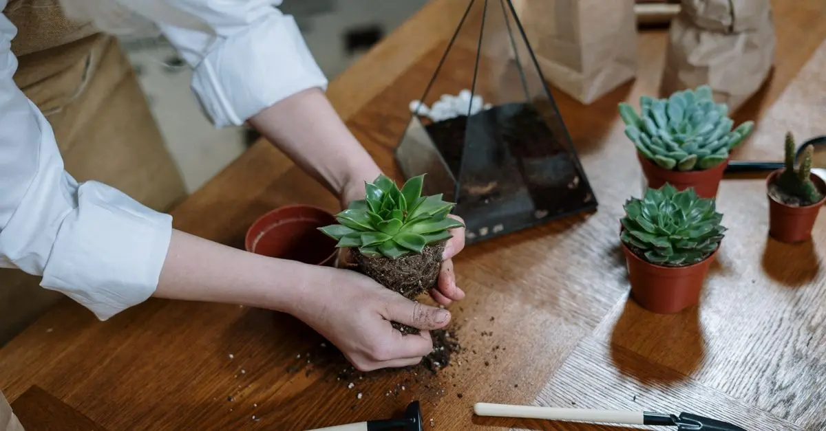 10 Consejos para Elegir Decoración Económica que Realce tu Estilo