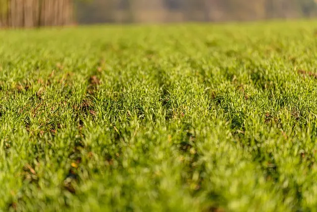 Comment choisir les outils de ferme adaptés à vos cultures