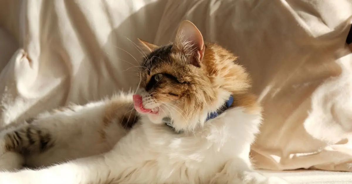Guide pratique pour l'adaptation de votre maison à votre chat senior