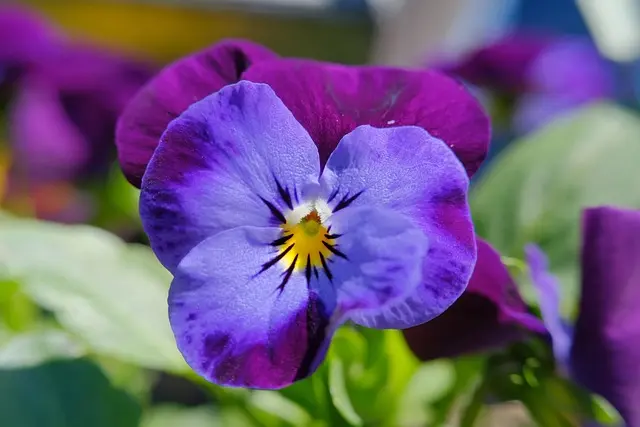 Come Ristrutturare il Giardino con Progetti Fai-da-te