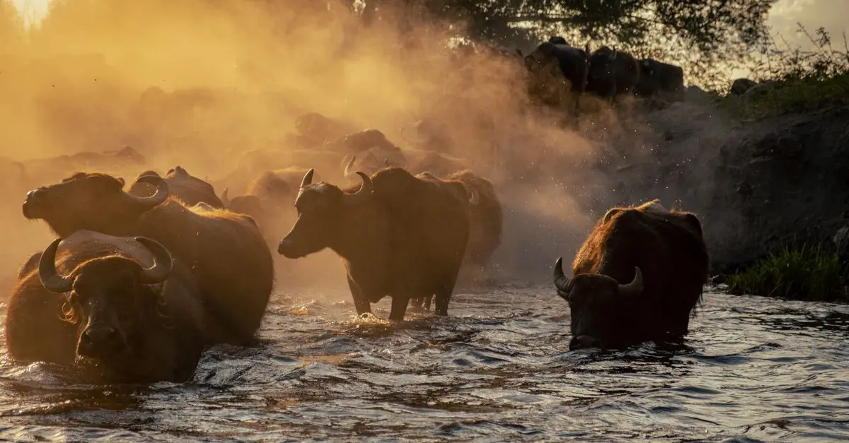 Les Secrets des Excursions Animalières Réussies