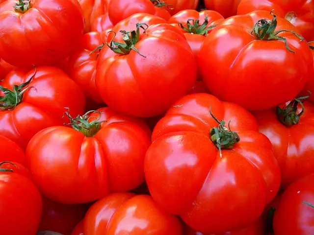 Les Légumes à Cultiver en Été : Guide Complet pour Réussir