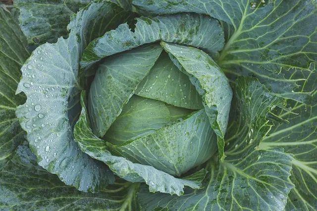 Le Guide Complet pour Cultiver des Légumes Écologiques