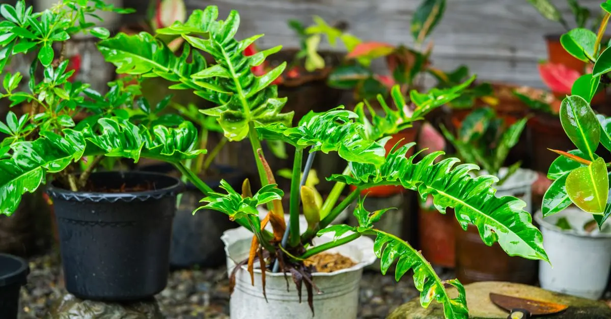 Guide d'Achat : Meilleur Équipement de Jardinage pour Tracteur