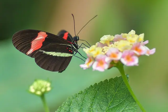 Comment attirer des papillons dans votre jardin naturellement
