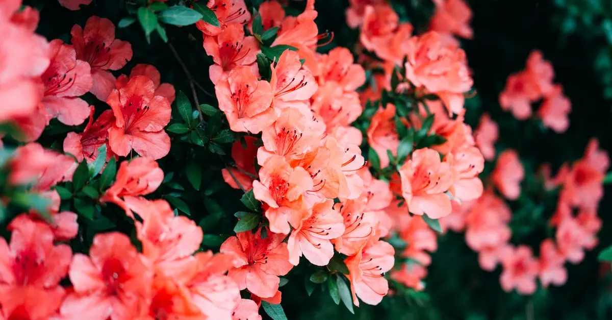 Les Tendances de Micro-Jardinage Urbain à Suivre en 2026