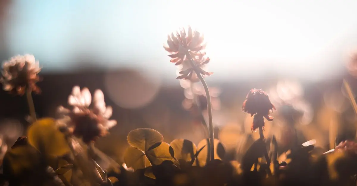 10 Tips for Capturing Stunning Artistic Photography