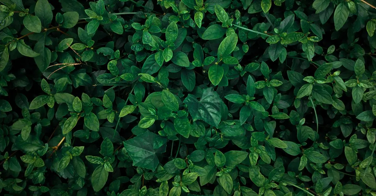 Comment choisir un toner écologique qui respecte l'environnement ?