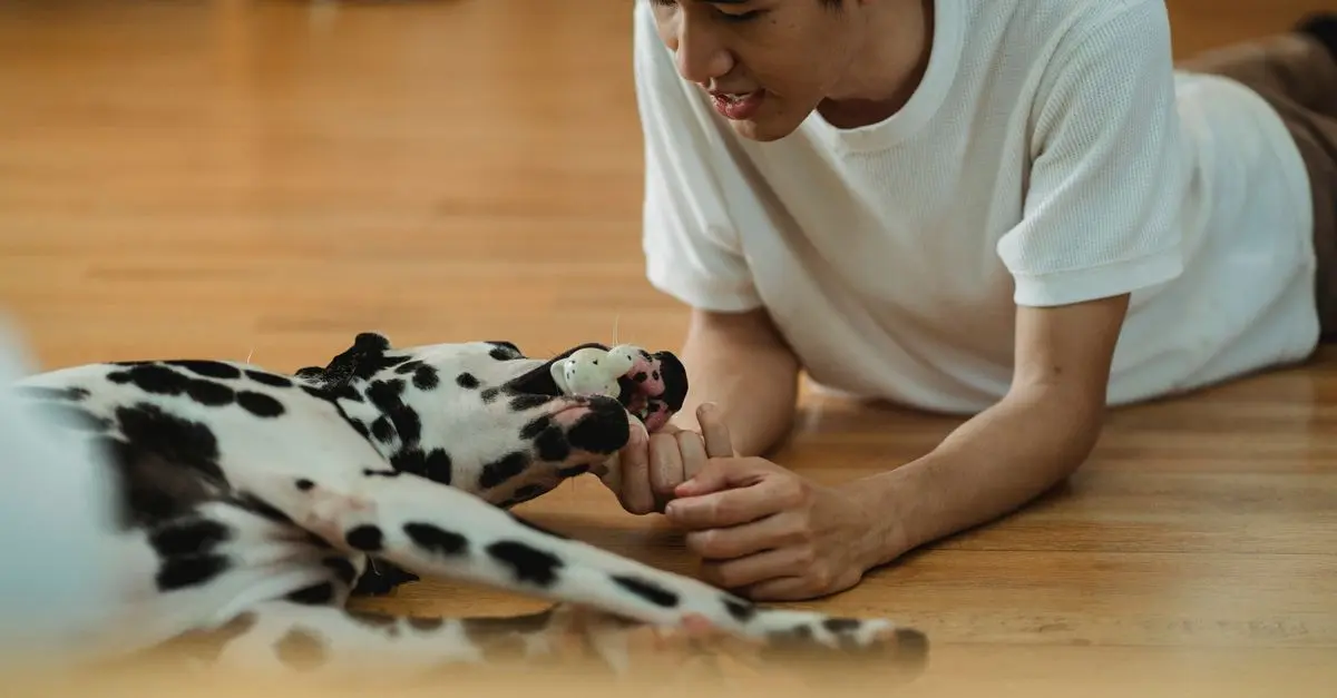 How to Create a Safe and Enriching Environment for Your Pet