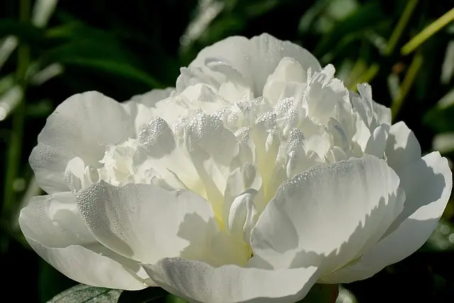 Cómo hacer un jardín de flores que florezca todo el año