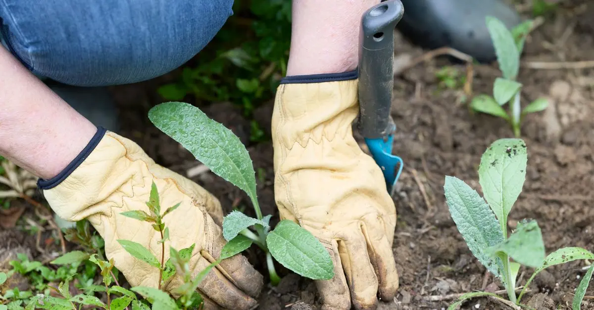 Comment Cultiver des Légumes d'Hiver : Guide Complet