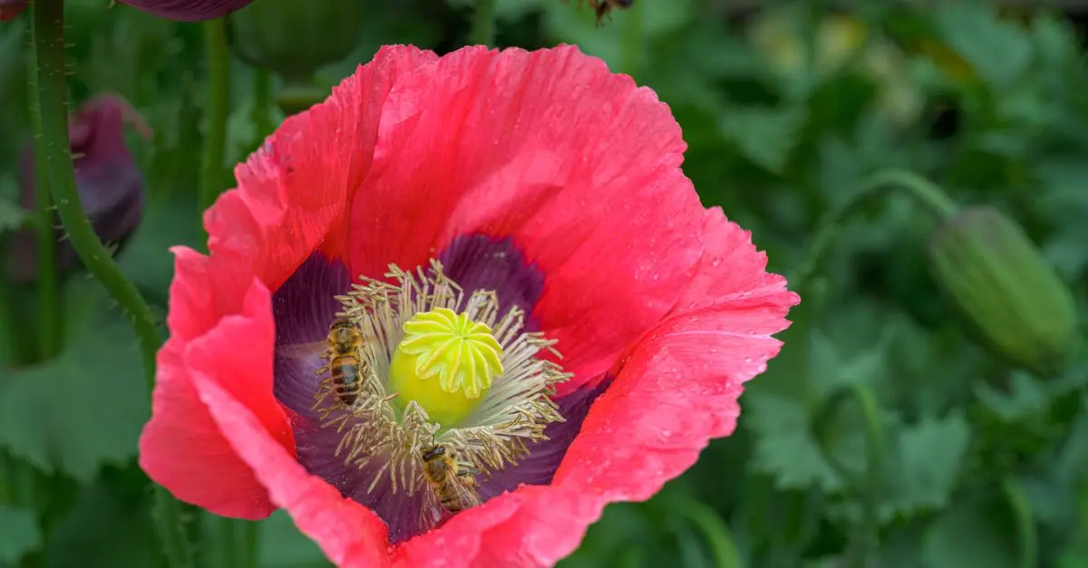 Cómo atraer polinizadores a tu jardín de manera natural