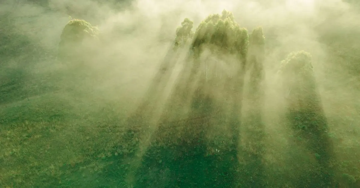 Le rôle essentiel des forêts pour un avenir écologique