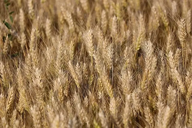 Choisir le meilleur matériel de récolte de céréales