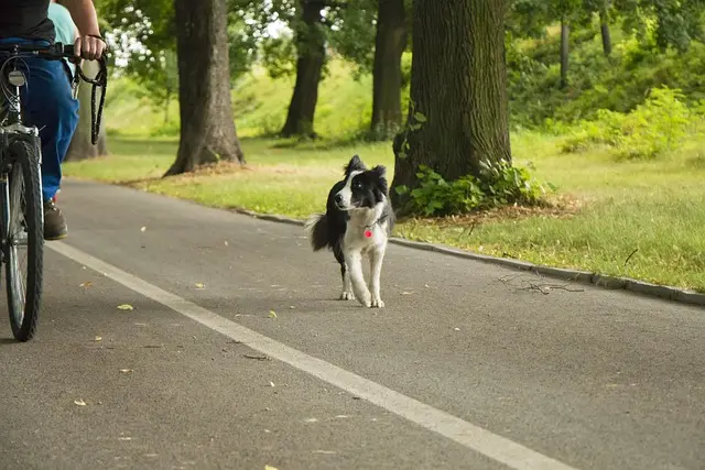 Understanding the Benefits of Enrichment Activities for Pets