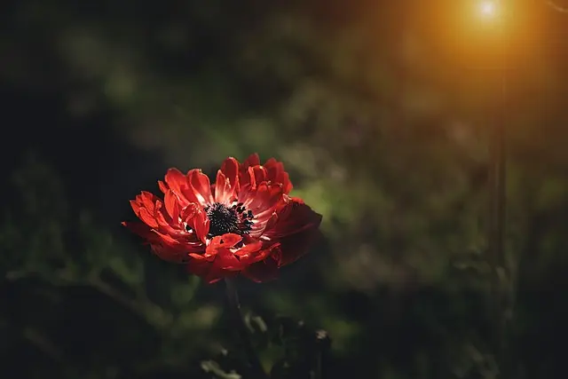 Cómo Elegir el Espacio Perfecto para Tu Jardín