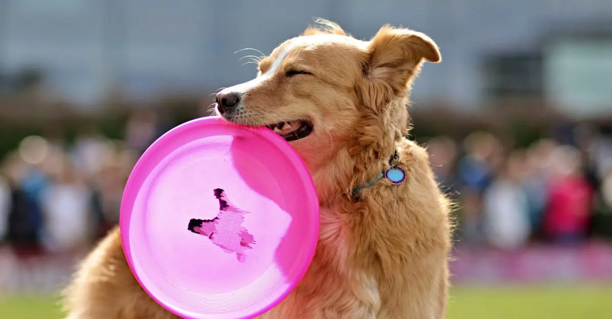 Top Tips for Boosting Your Pet's Happiness Every Day