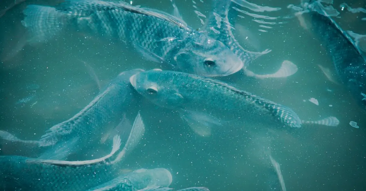 Les poissons des grands lacs : biodiversité et adaptations à connaître