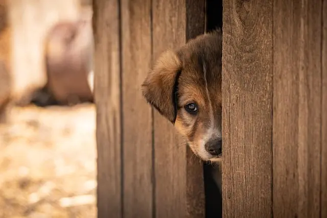 How to Prepare for a New Pet: Essential Steps for Success