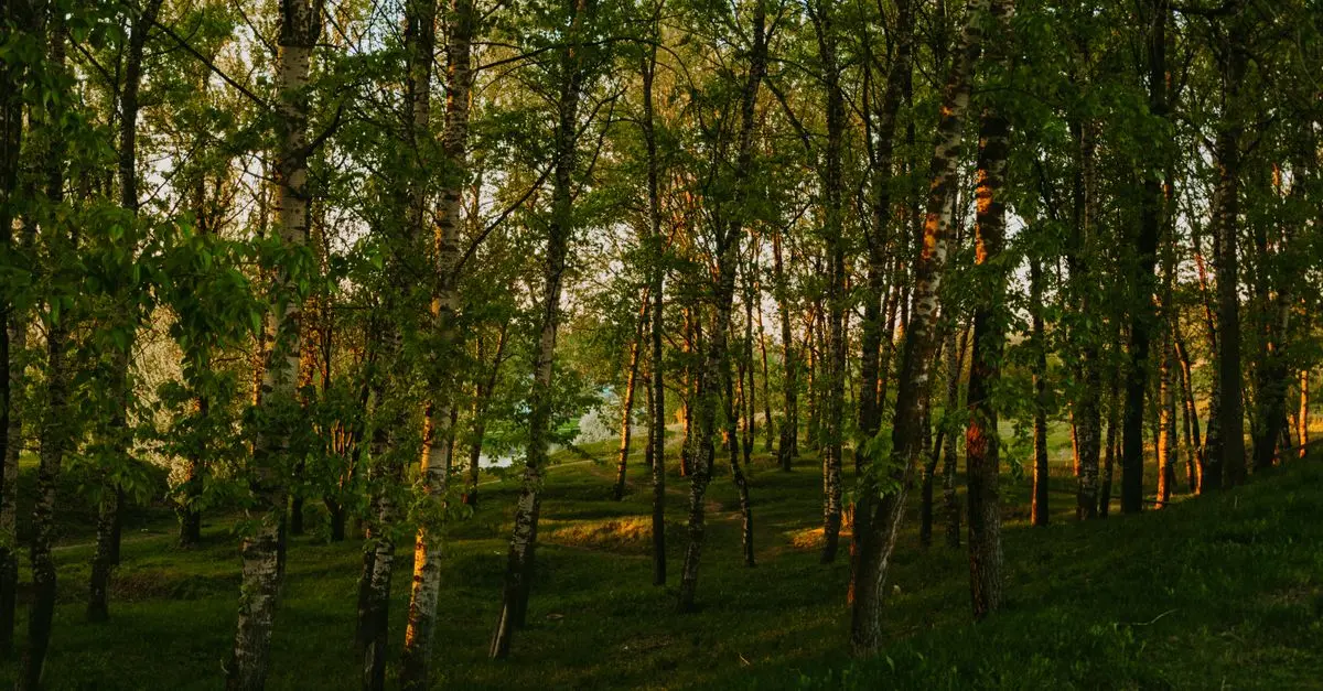 Les Cabanes dans les Arbres : Un Séjour à Part inédite
