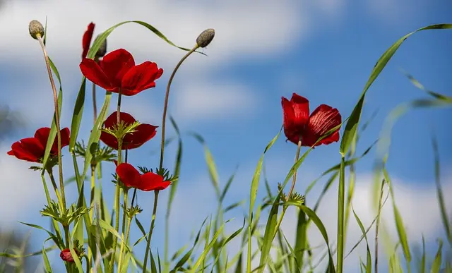 10 Astuces Incontournables pour Cultiver des Légumes en Équilibre