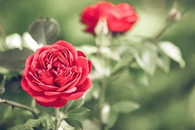 Comment Créer un Jardin Écologique : 5 Étapes Clés
