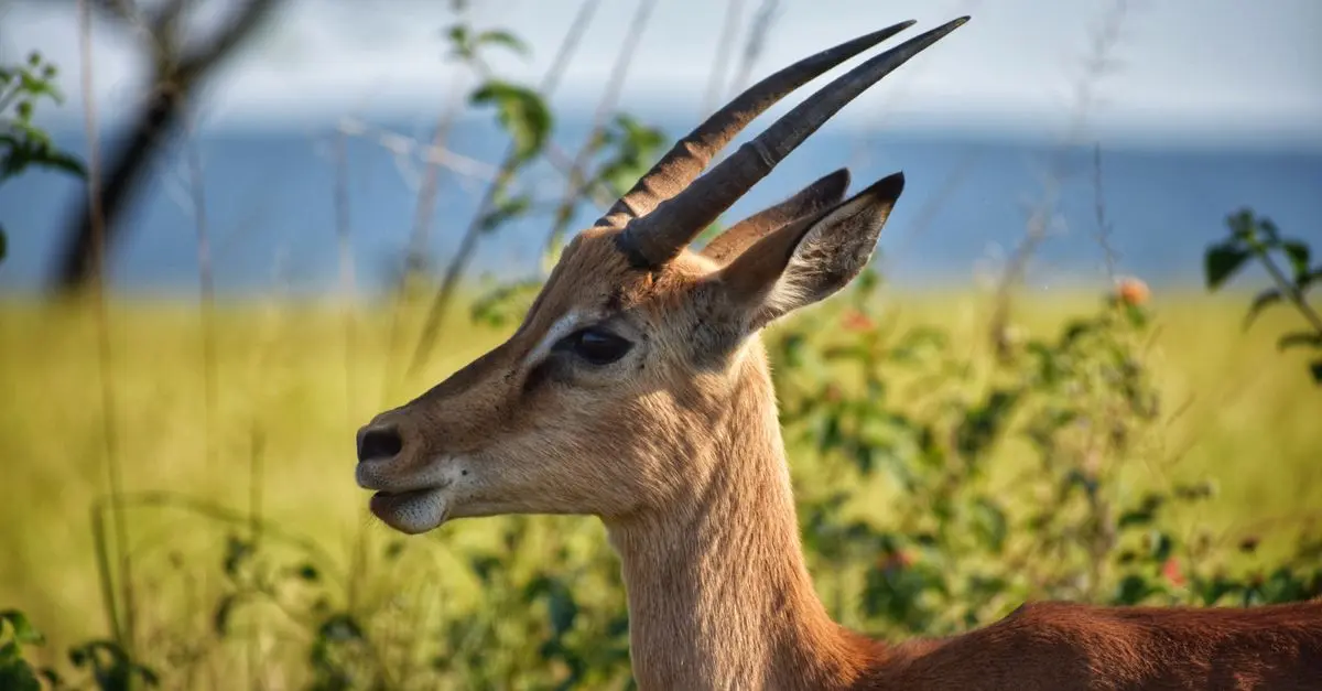 Safari Inclusif : Observer la Faune de Façon Responsable