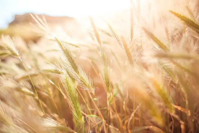 Les Meilleures Pratiques pour une Gestion Durable des Cultures