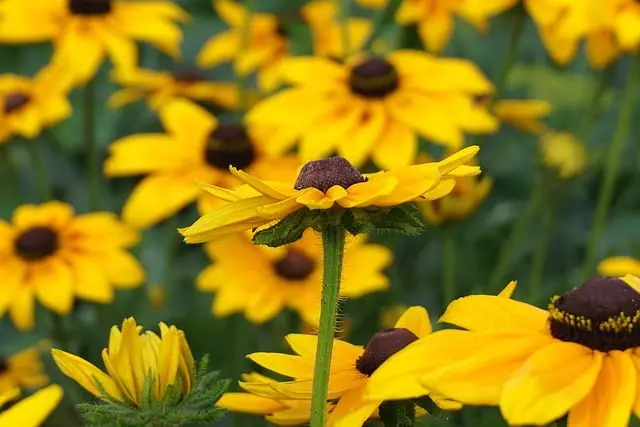 Les Plantes Idéales pour un Jardin Écoterrifiant et Écologique