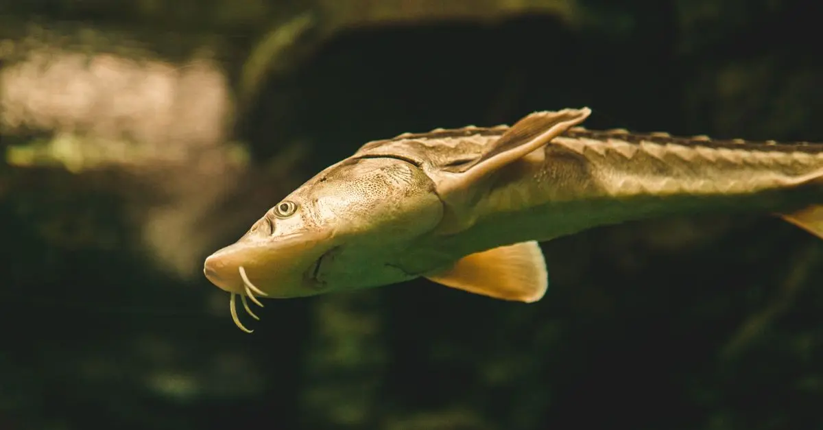 Les Ancêtres des Poissons Modernes : Une Plongée dans le Passé