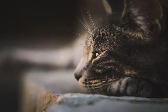 10 Consejos para Mejorar Tu Bienestar Emocional Diariamente