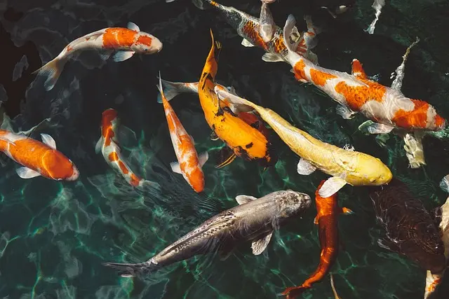 Les Poissons Endémiques : Spécimens Unique à Découvrir